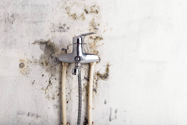 Best Preventive Mold Services in Oak Ridge, FL