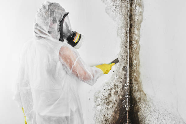 Best Mold Remediation for Specific Building Types in Oak Ridge, FL