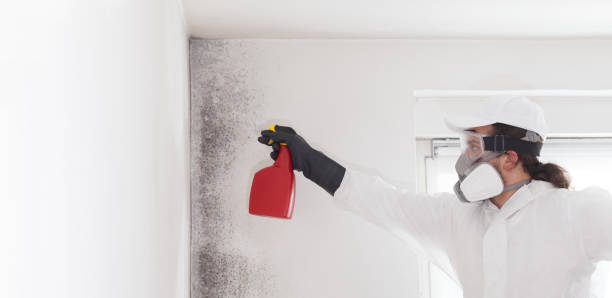 Best Residential Mold Remediation in Oak Ridge, FL