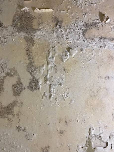 Best Basement Mold Remediation in Oak Ridge, FL