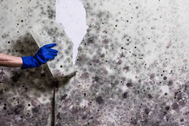 Best HVAC Mold Remediation in Oak Ridge, FL